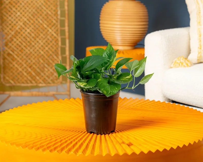 Costa Farms Golden Pothos, Live Plant