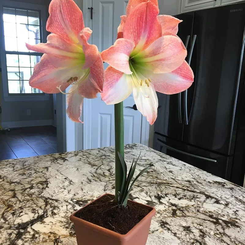 Apple Blossom Amaryllis Growing Kit